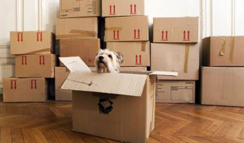 Smooth Pet Relocation Overseas